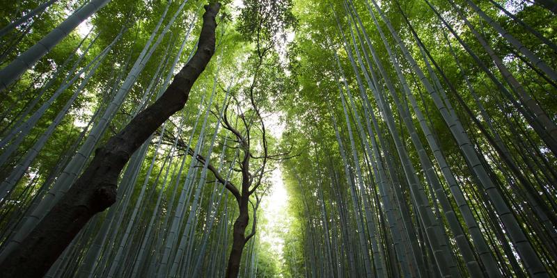 淘宝汉服购买全攻略：形制解析、店铺甄别与搭配技巧，带你省钱入门传统文化服饰